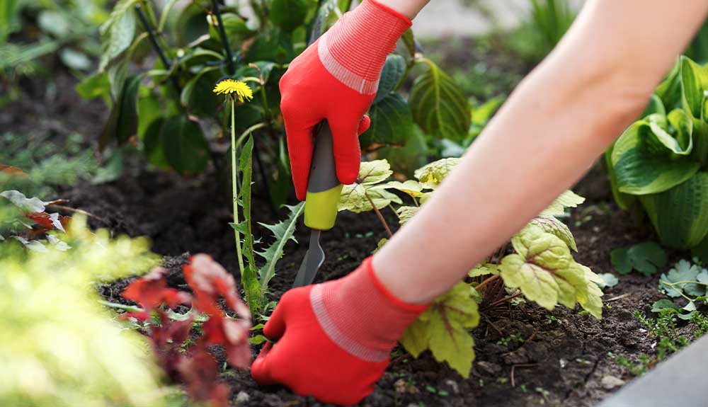 A close up of a pair of hands wearing red gardening gloves. One hand is holding a gardening spade with a grey and neon yellow handle. It is positioned next to a dandelion in the dirt that is about to be dug up.