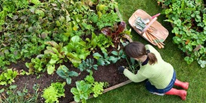 An overhead view of a person with a ponytail wearing a yellow sweater over a black shirt and jeans. She is wearing red rubber boots and black gardening gloves. She is leaning over a garden that’s been blocked off with some wood. Different varieties of lettuce and other greenery are in the flower bed in front of her. Next to her is a large basket with a handle. Inside of it are assorted gardening tools, including a spade with a pink handle.