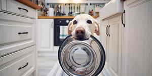 A blonde-white dog with his ears back, wide eyes and pink nose sits facing the camera in a kitchen holding a silver metal food bowl in his mouth. The drawers on the left are light white wood with black handles, as are the cabinets on the right. A black stove is seen in the background with an aqua tiled backsplash and utensils hanging above it from a silver rod. There is a white and aqua checkered tea towel on the stove’s handle and a white and blue-striped carpet beneath the dog. 