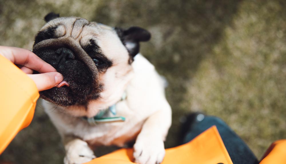 A hand is shown giving a small dog a treat