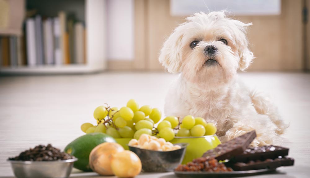 A small white dog sits behind some grapes and other fruits and vegetables