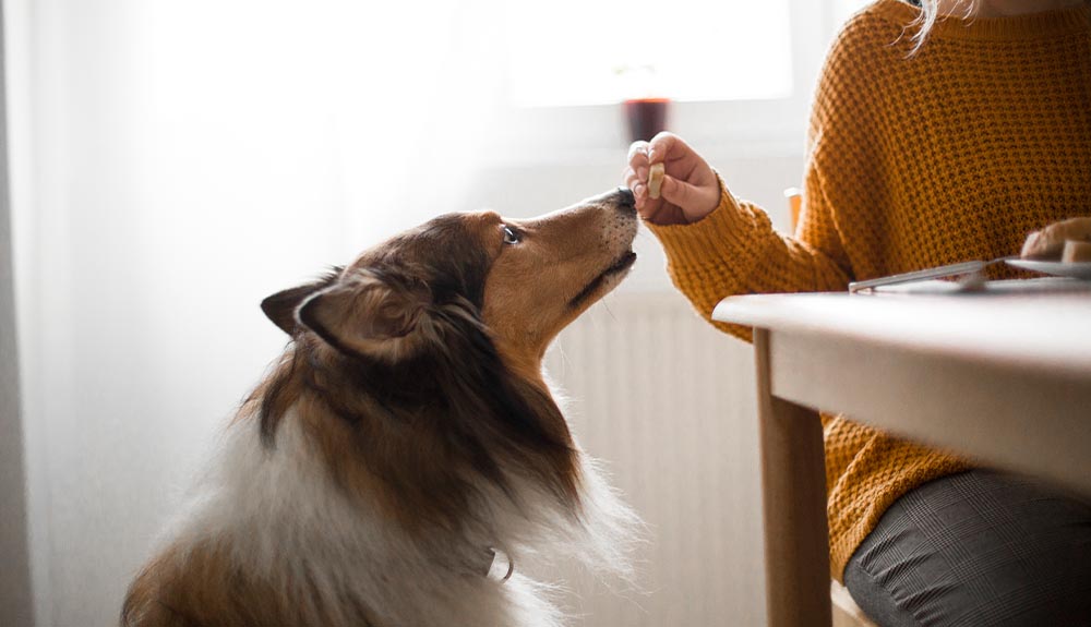 A dog is shown sitting and receiving a treat from a woman's hand