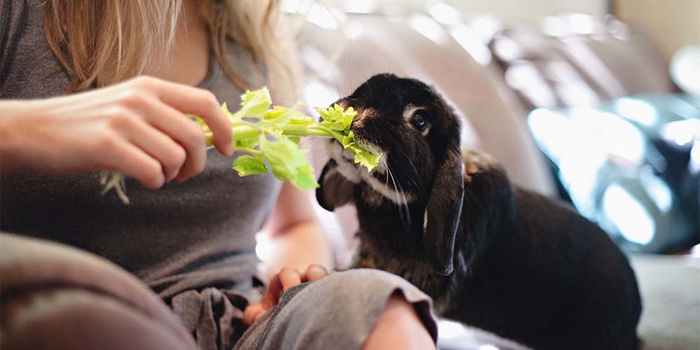 A dark brown rabbit is shown eating a leafy celery stick held by a woman