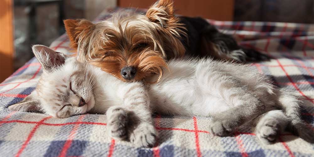 A white and beige kitten is sleeping on a checkered white, blue and red blanket, while a small, sleeping brown dog with pointy ears is lying on top of the kitten with its face.