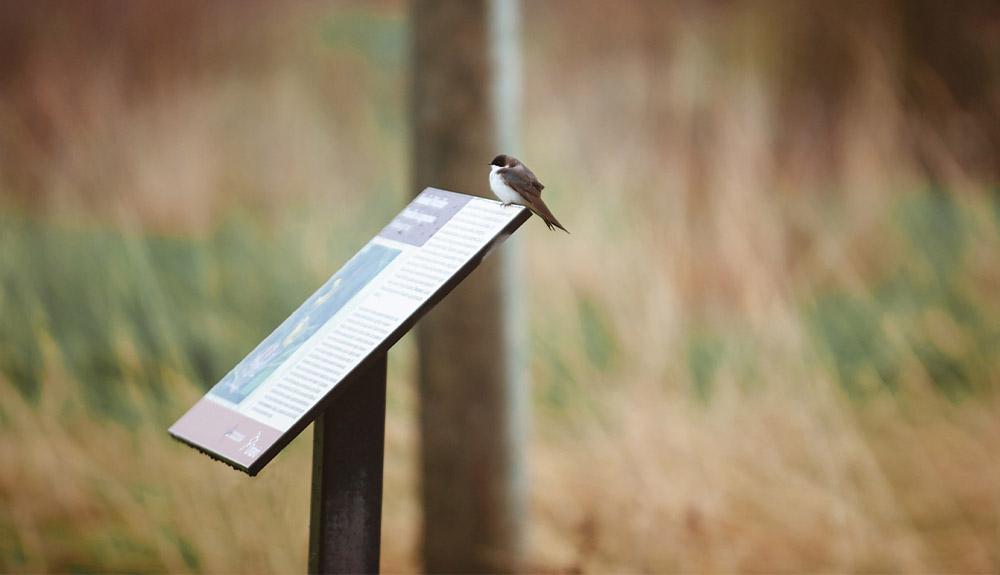 A little bird with a black head and a brown body and wings and a white bely is perched on a wooden stand with a photo and some writing on it, outlining information about the area.