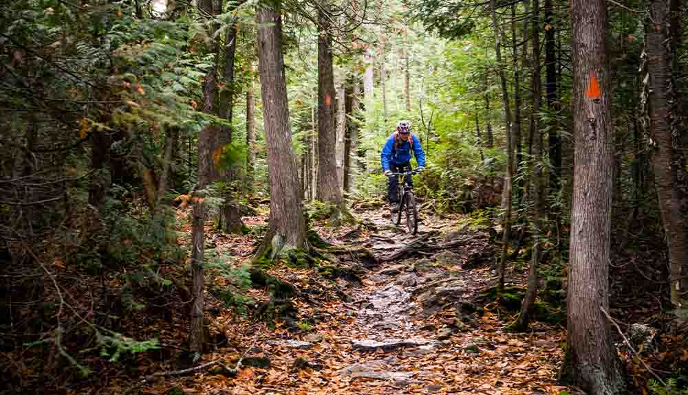 A person wearing a bright blue jacket and a helmet on their mountain bike in the middle of a trail going over some tree branches.
