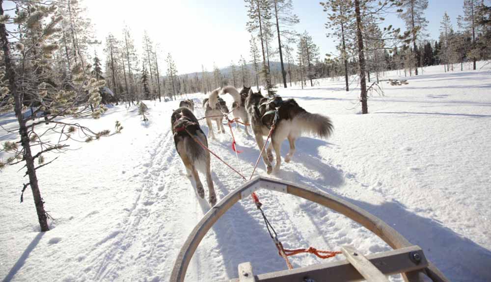 POV shot of a person riding in a wooden sled being pulled down a snowy path by a pack of Husky dogs