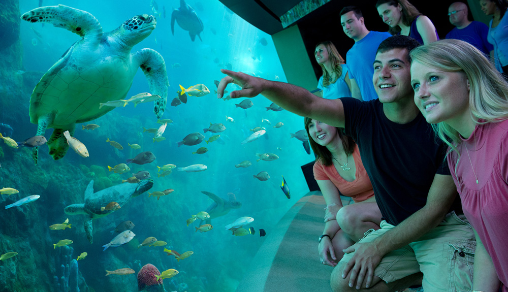 A group of people look at a tank of fish and a sea turtle at an aquarium