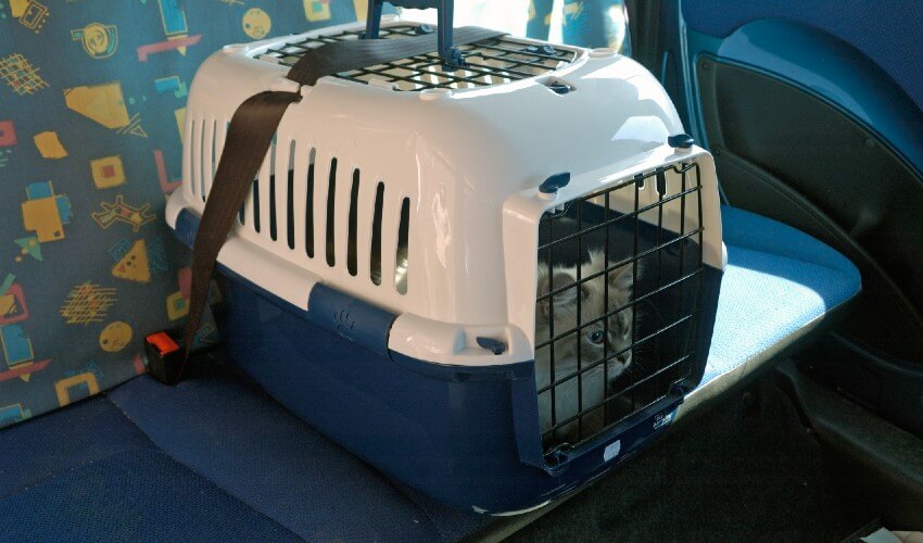 Cat in carrier belted onto seat in car.