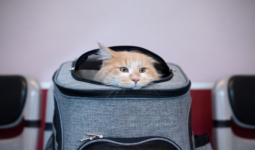 Cat peeking out of pet carrier in clinic.