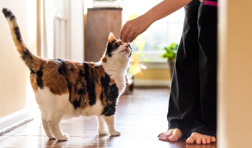 Multi-coloured cat getting treat. 
