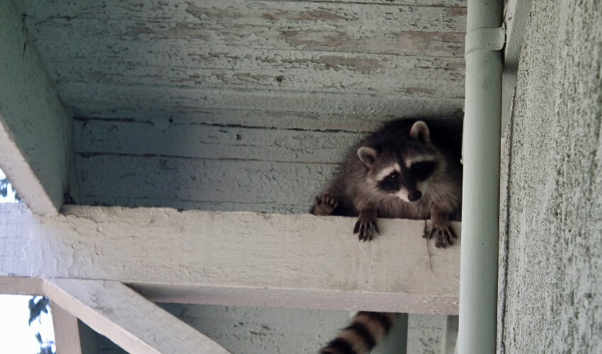 Raccoon in rafters.