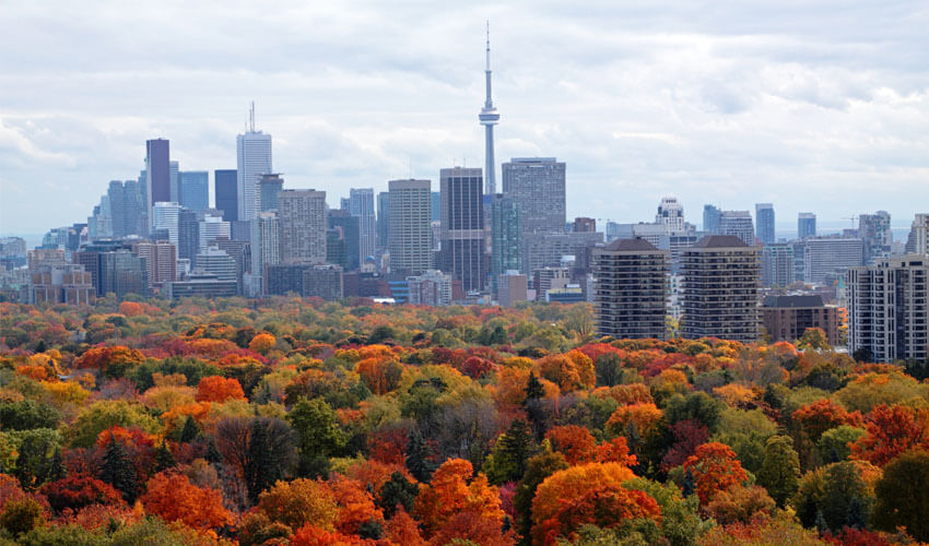 Fall leaf show in Toronto
