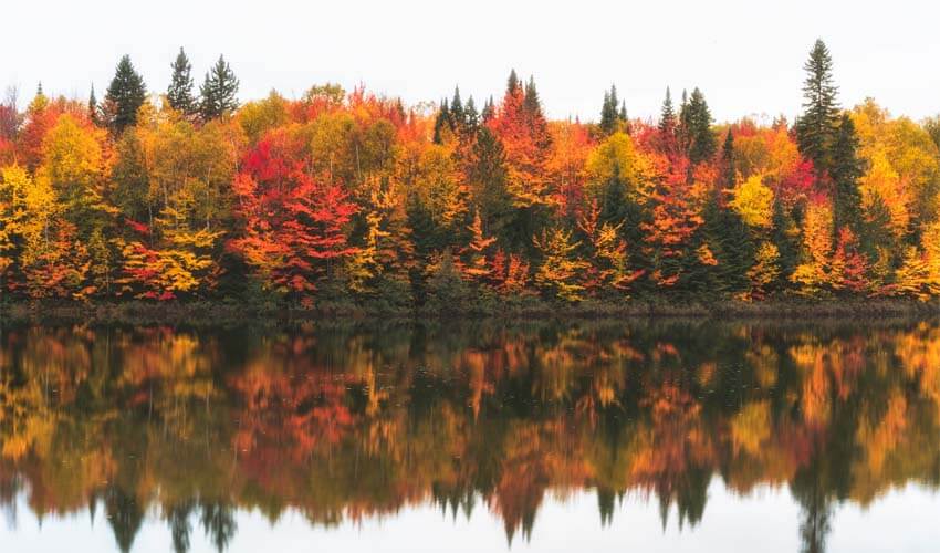 Fall trees reflecting on Ontario lake