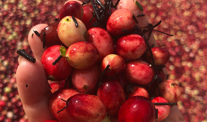 Handful of fresh cranberries in hand.