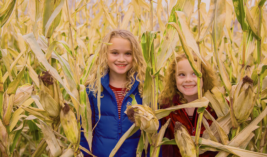 Two girls peering out from behind corn in a field.