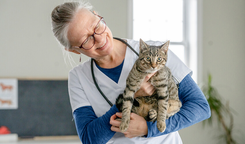 Female vet holding a striped cat in her hands.