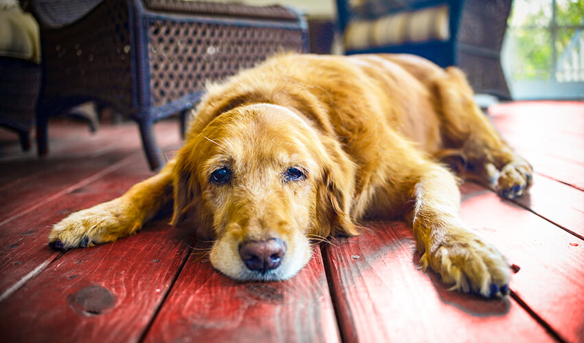 Tired mature dog lying on a floor.