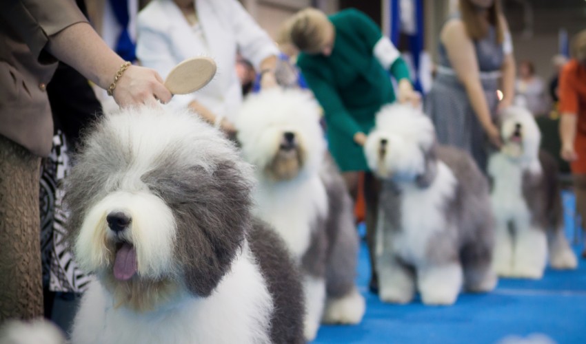 English Sheepdogs in dog show