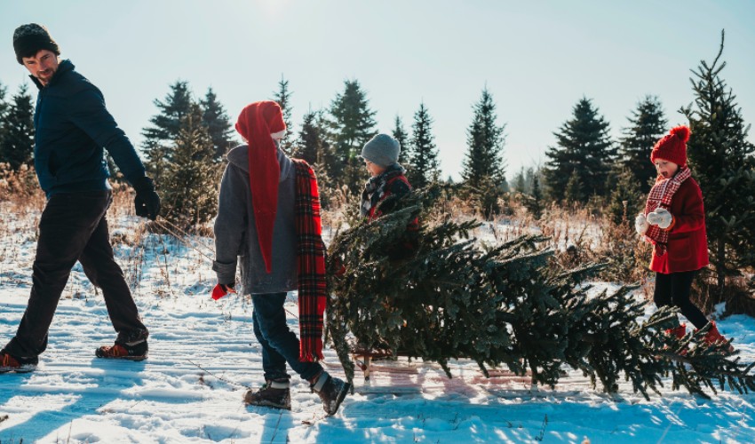 Dad and three kids taking a cut evergreen tree back home.