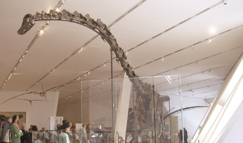 People looking at a dinosaur fossils at the Royal Ontario Museum.