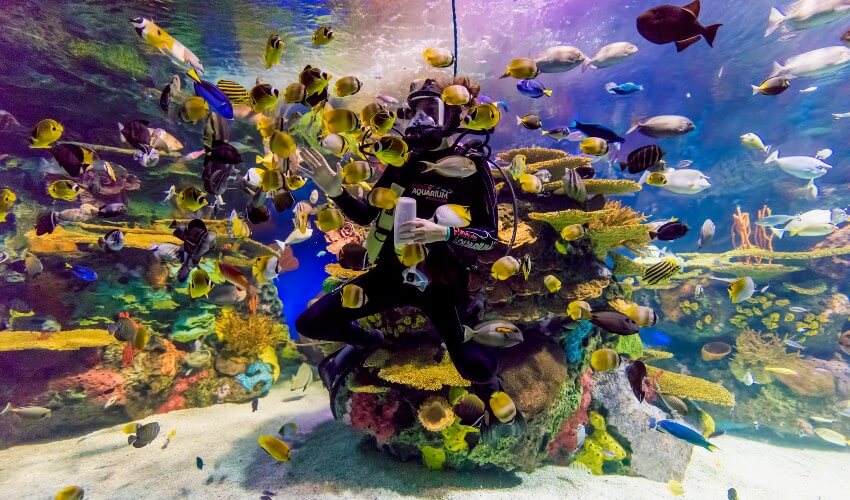 Ripley’s Aquarium of Canada diver surrounded by colourful fish.