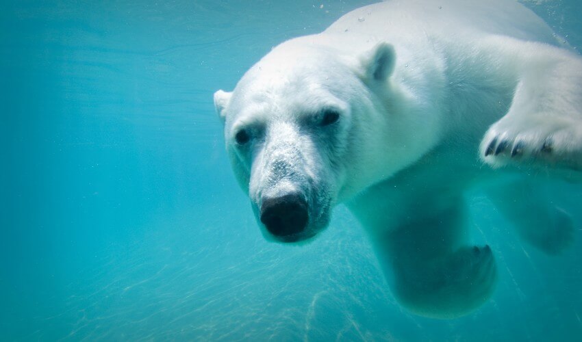 White polar bear swimming.