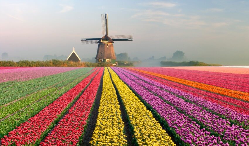 Colourful rows of tulips in foreground of dutch windmill.