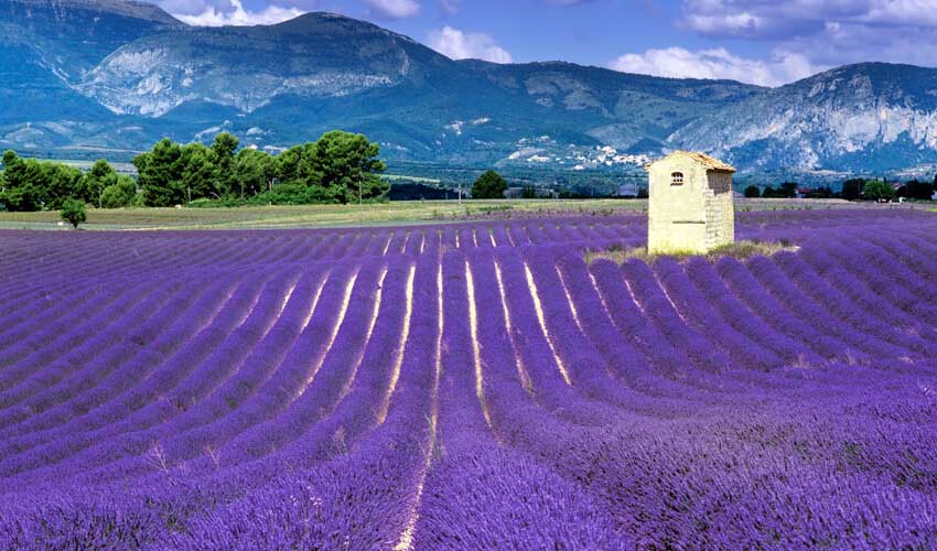 Brilliant purple lavender fields in sunny Provence, with French Alps towering in the distance.