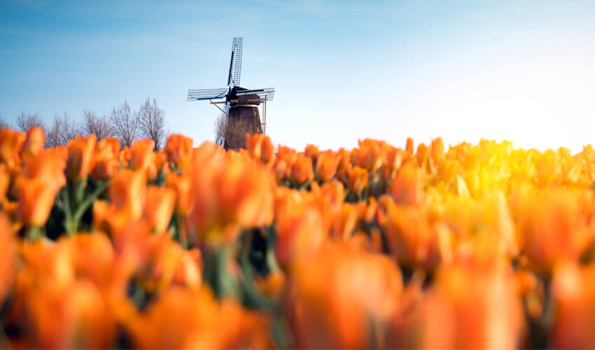 Field of bright orange tulips against brilliant blue sky, with Holland windmill in background.
