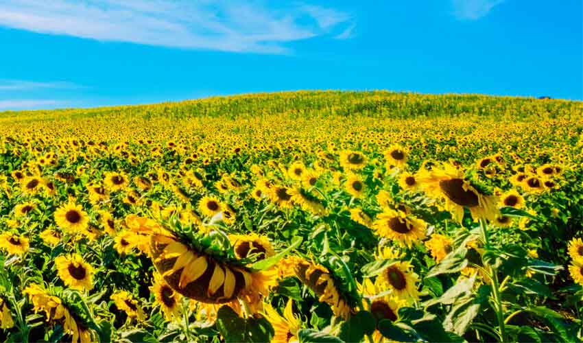 Massive field of brilliant yellow sunflowers beneath brilliant blue sky, in Nakhon Ratchasima, Thailand