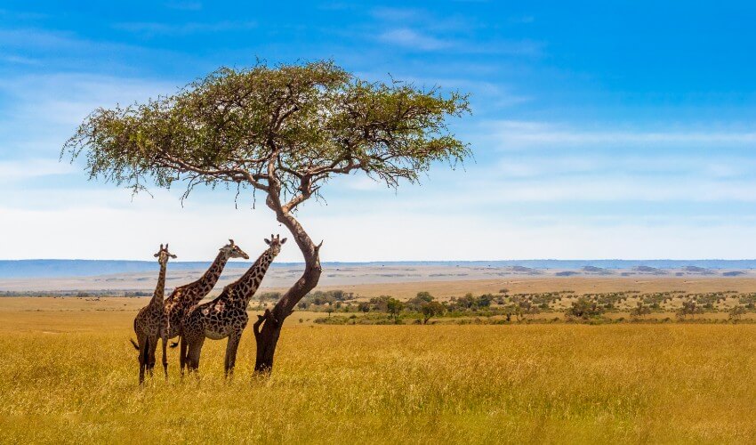 Three giraffes under acacia tree in the African savannah.