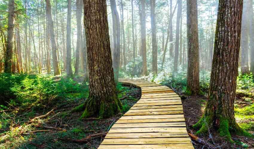 A boardwalk winding through the Hemlocks and Hardwoods Trail in Kejimkujik National Park, Nova Scotia, Canada.