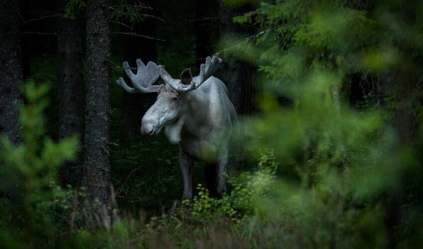 White moose standing in the middle of dense forest.