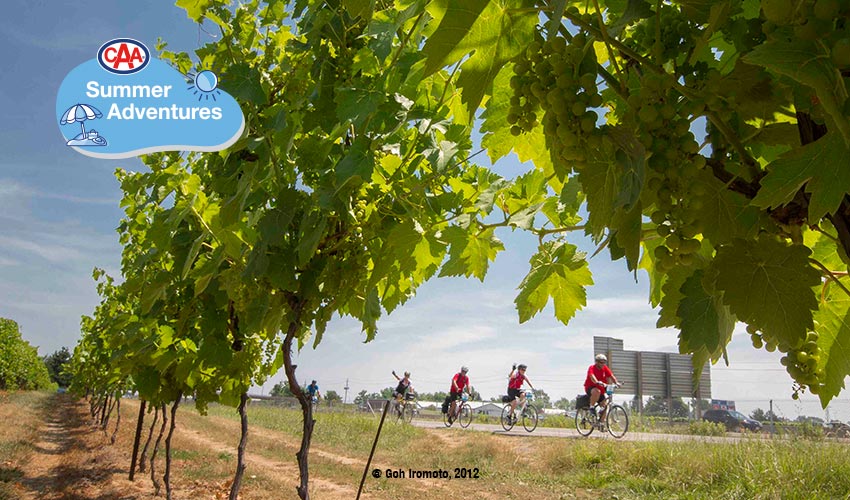 Cyclists riding with vineyards in foreground