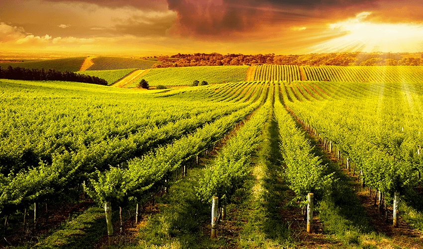 Green winery field with a grey golden sun.