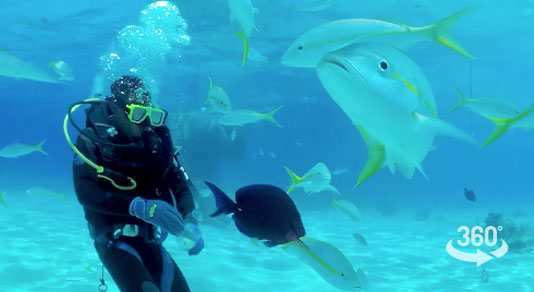 Scuba diver swimming with fishes