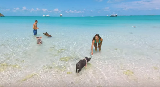 Couple swimming with pigs