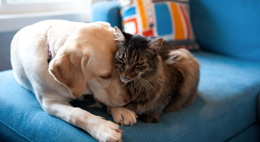 Dog and cat snuggling together