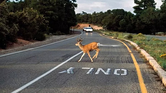 Deer running across the road