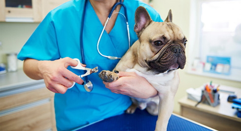 Female veterinarian cutting dog's nails