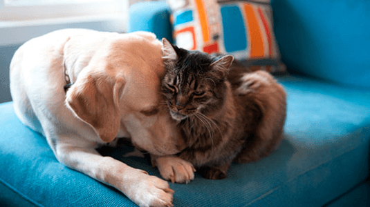 Dog and cat snuggling on blue sofa