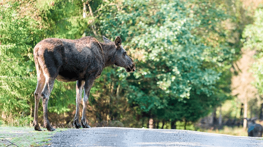 Deer crossing road