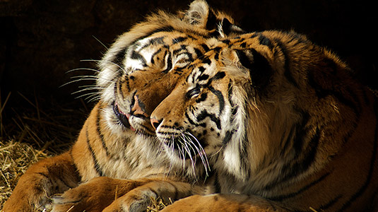 Tigers cuddling at the zoo