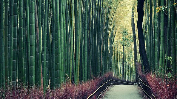 Arashiyama Bamboo Grove, Kyoto, Japan