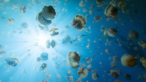 Jelly Fish Lake, Rock Islands, Palau