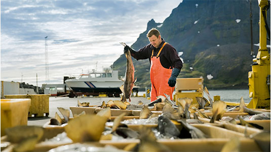 Iceland's Wild Westfjords