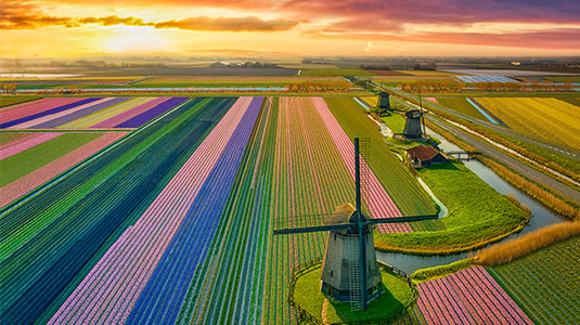 Aerial view of windmills and tulip fields at sunrise