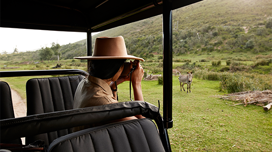 Woman in safari hat photographing zebras from a vehicle.
