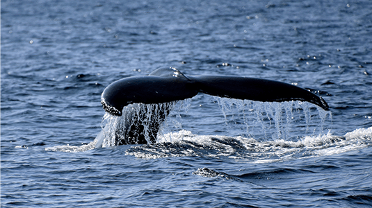 Humpback whale swimming in Forillon National Park.